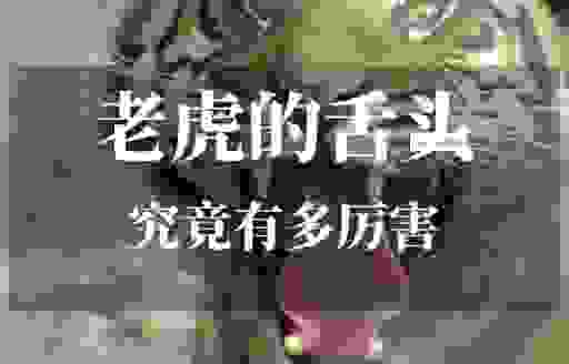 舌锋如火打一什么动物?看完你就知道为什么是它!