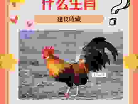 解密失道寡助是什么生肖，看看有没有你的生肖在里面