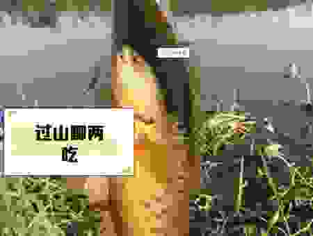 过江之鲫打最准确生肖是什么？这个生肖非常神秘
