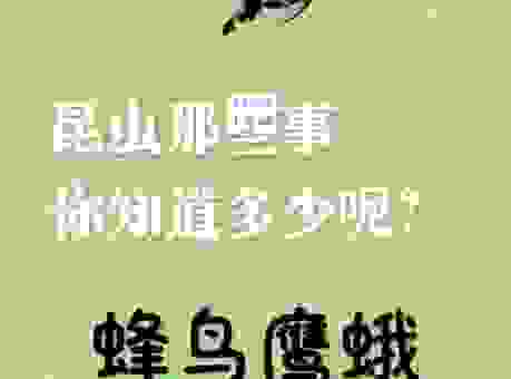 招蜂引蝶是什么动物？揭秘这些小家伙的“社交密码”