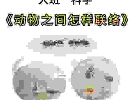 倏来忽往的正确动物是什么？专家来告诉你答案！