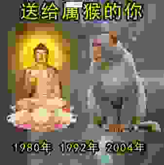体态丰满脑袋空是什么生肖？属猴的聪明才智在哪