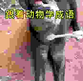 动物成语大比拼:卧薪尝胆打一动物答案揭晓!