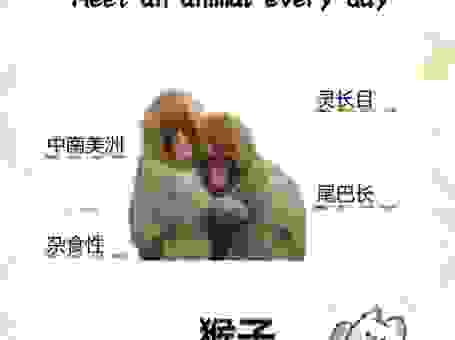 层出不穷打一生肖是猴子？属猴人的性格和优点分析！
