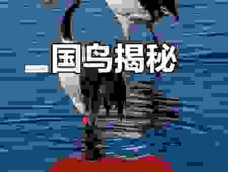 一夜暴富打一动物，这个谜底让人大跌眼镜！