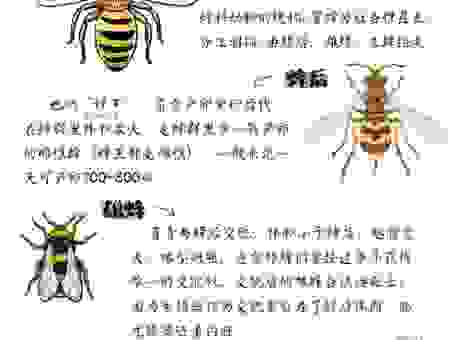 招蜂引蝶打一准确动物是什么？答案竟然是它！