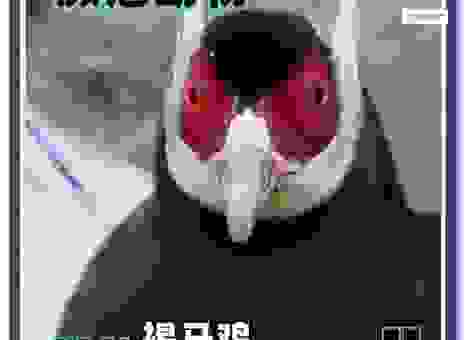 匿瑕含垢是什么生肖动物?这个秘密告诉你!