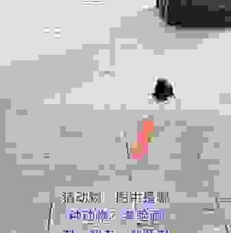立竿见影打一动物，轻松一猜就能知道！