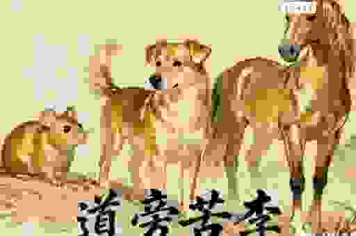 道旁苦李是什么生肖？答案让你意想不到！