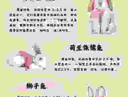 动如脱兔打一生肖,了解兔子在十二生肖里的特点。