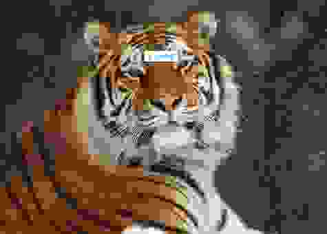 虎背熊腰猜一生肖,聪明人一看就知道是它!