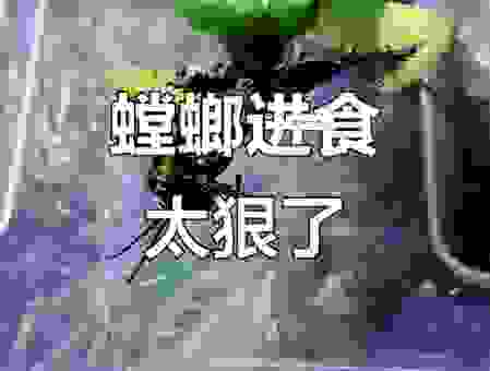 关于螳螂捕蛇打一个生肖动物的秘密，你绝对想不到！