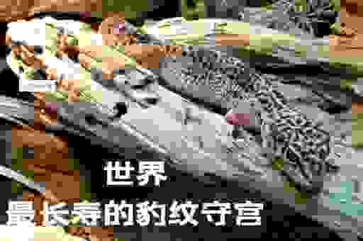 揭秘心怀鬼胎最正确的动物！你绝对想不到！