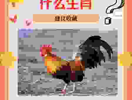 风和日丽是什么生肖?原来是它!很多人不知道