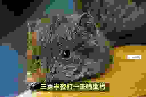 半夜三更打一正确生肖?真相就藏在里面!