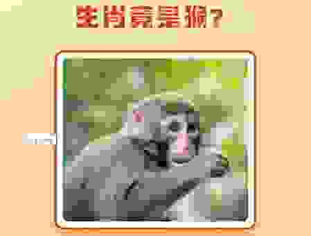 心浮气躁打一个生肖是什么？老一辈的说法揭秘！