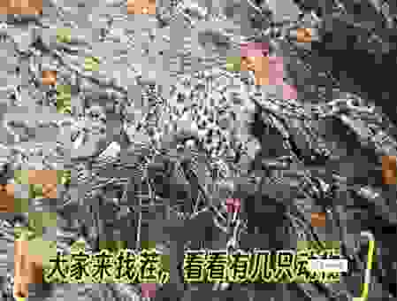 大起大落猜动物,你能猜出这个隐藏的动物吗?