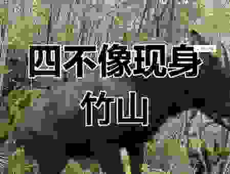 上山下地的动物是什么生肖？快来看看是不是你！