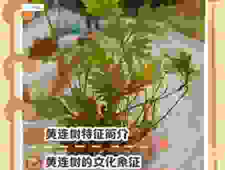 黄连树下种苦瓜下一句的含义？老祖宗的话别忘了！