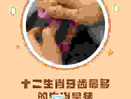 牙齿很硬的生肖是什么？关于生肖的有趣说法！