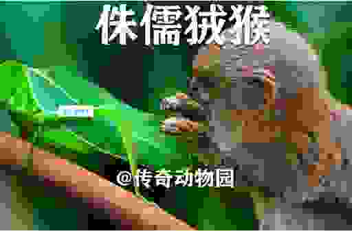胆子最小的动物是哪个生肖？看看你身边有没有！