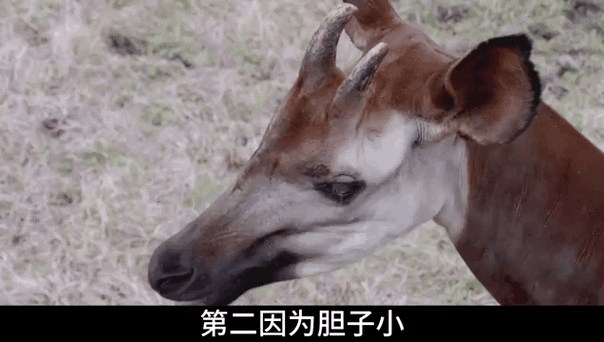 胆子最小的动物是哪个生肖？看看你身边有没有！