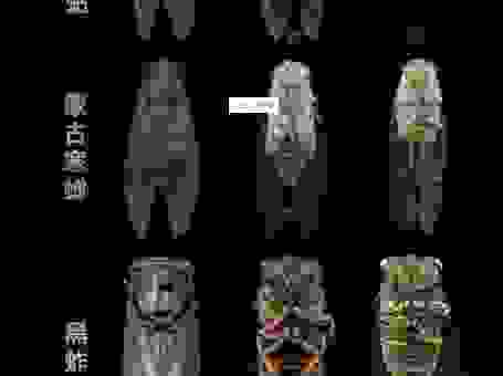一叶知秋指的什么动物？看完你就明白为什么了。
