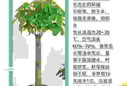 植物根壮叶茂的意思，这样养护效果好！
