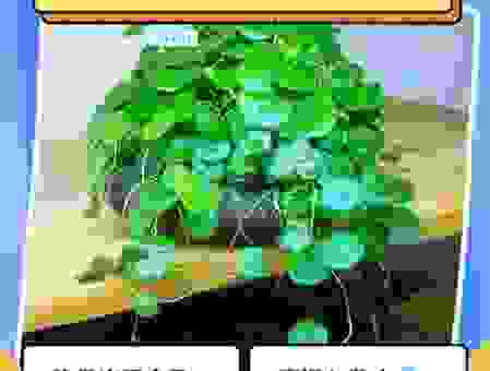 植物根壮叶茂的意思,这样养护效果好!