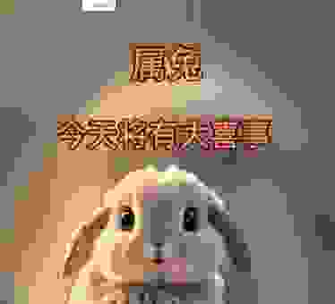 属兔的朋友好运来,动如脱兔的三大生肖你上榜了吗?