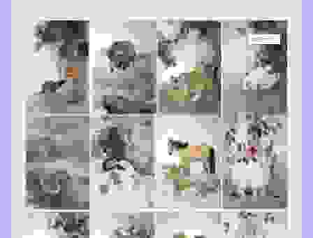 冥顽不灵打一正确生肖，你知道是哪个吗？