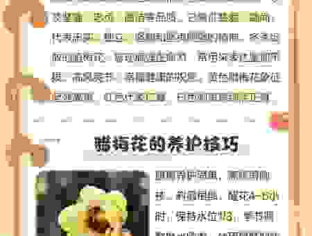 驿寄梅花指什么生肖？老一辈人告诉你答案！