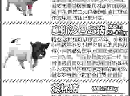 冷水烫猪是什么意思？背后原因大揭秘