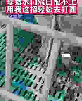 冷水烫猪是什么意思？背后原因大揭秘