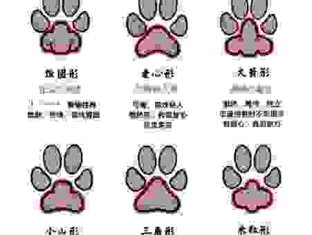 爪牙之士打一准确生肖，新手也能猜对的生肖！