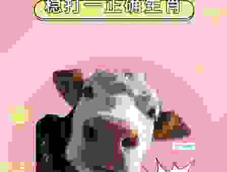 稳吃三注是什么生肖？让你一眼看穿！