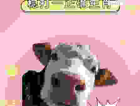 夯雀先飞打一肖是哪个生肖?答案就在这里!