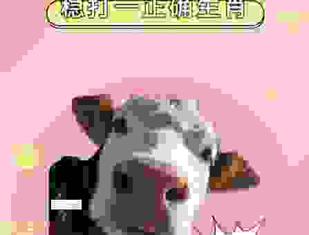 听听动物三大生肖的良心话，让你少走很多弯路！