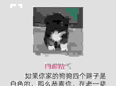 关于东门黄犬是什么生肖的秘密,全告诉你!