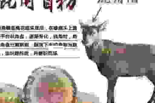 三翻四复形容什么动物？看懂了你就明白了！