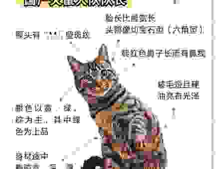 揭秘八面玲珑小花猫是指什么生肖？答案让你意想不到！