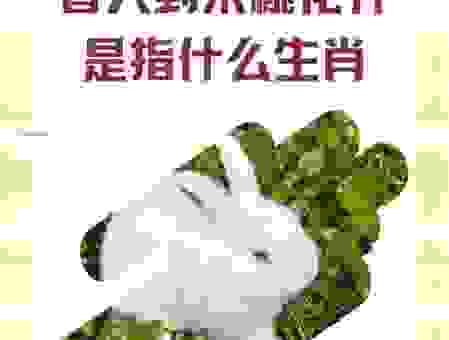 大地回春打一个生肖是什么？这个答案很准确