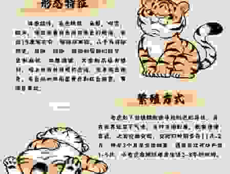 一山不容两只虎是什么生肖？解析谜底背后的生肖含义！