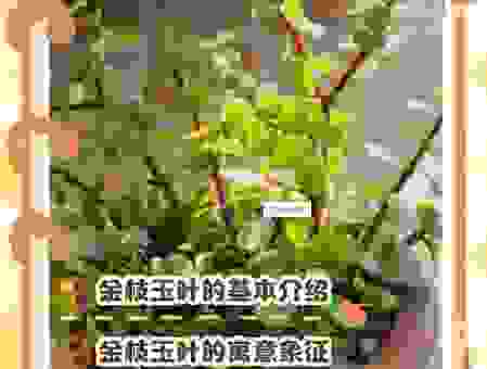 金枝玉叶最娇贵是指什么生肖？民间俗语中哪个属相更娇气