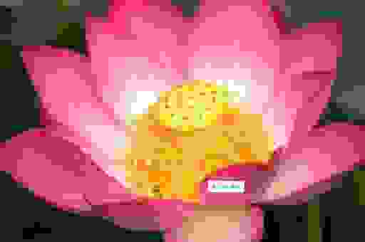拙嘴笨舌打一生肖,这些信息帮你猜出来!