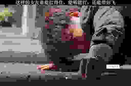 你是要把它夹断吗太子头条文章怎么玩？老玩家带你飞