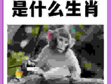 蛙蟆胜负代表的生肖是什么？看完你就明白了！