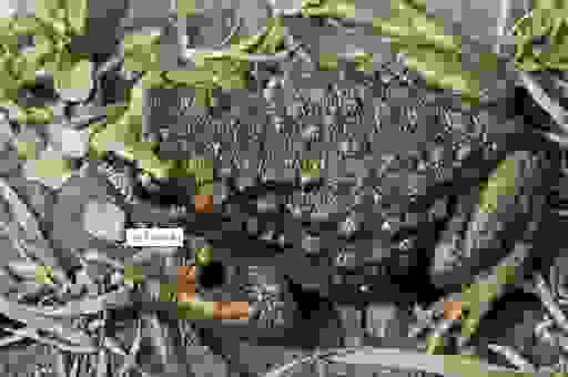 盘点眼大肚小的动物?这几种生物总是吃不下还想吃!