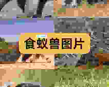 盘点眼大肚小的动物？这几种生物总是吃不下还想吃！