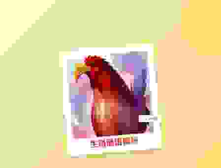 你知道趾高气扬是指什么生肖吗？看完这篇你就明白了